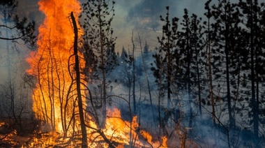 Solicitan la ayuda para los animales afectados por los incendios en la provincia de Córdoba