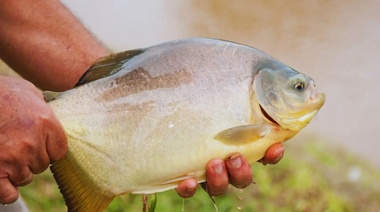 Especialistas del INTA destacan el potencial del cultivo de peces, mariscos y algas