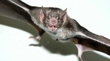 Rabia paresiante: prevención, vigilancia y control en el sector productivo nacional