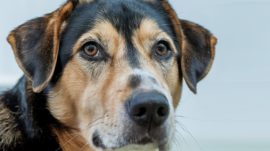 Caso de rabia canina en la provincia de Formosa