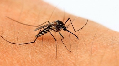 Analizan los factores internos y externos que hacen que los mosquitos hembras se alimenten de sangre