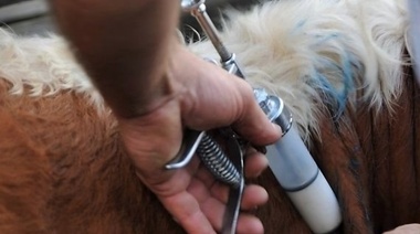 Difunden las fechas de inicio del segundo ciclo de la campaña 2024 de vacunación contra la fiebre aftosa