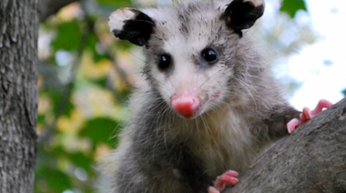 Elaboran nuevas directrices para la vigilancia de enfermedades que pueden afectar la fauna silvestre