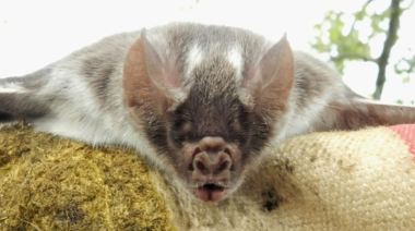 Detectan un brote de rabia paresiante en un caballo en la provincia de Formosa