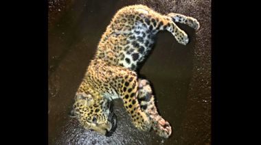 Muere atropellado un cachorro de yaguareté en Misiones: ofrecen recompensa para dar con el conductor del vehículo