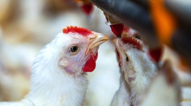 El Senasa recuerda las principales medidas para preservar el estatus sanitario de la producción aviar