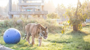 La última tigresa de Bengala del ex zoo de Mendoza fue trasladada a un santuario en EEUU