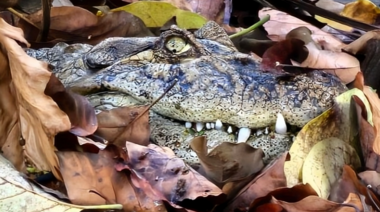 Rescatan un yacaré que estaba en un piletón del Instituto Malbrán