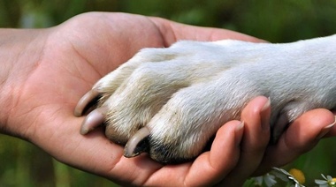 El proceso del duelo tras la muerte de una mascota es similar al de un ser querido humano