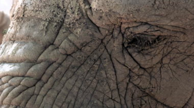 Falleció una de las elefantas africanas del Ecoparque porteño