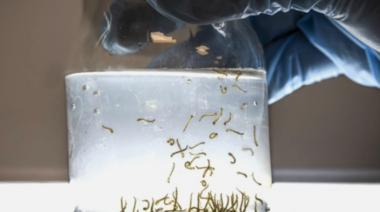 Analizan los sitios de oviposición del Aedes aegypti y el desarrollo de sus larvas