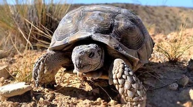 Rescatan y monitorean tortugas terrestres argentinas
