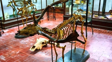 La FCV de la UBA será protagonista en la noche porteña más esperada