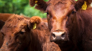 Senasa: recomendaciones para evitar el estrés térmico en los animales durante la época estival