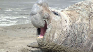 Drástica disminución de elefantes marinos en Península Valdés