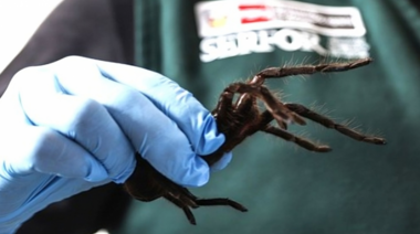 Un pasajero intentaba salir del aeropuerto Jorge Chávez de Lima con más de 300 tarántulas