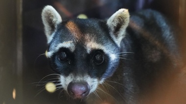 Lanzan la 2° edición de #NoSoyMascota