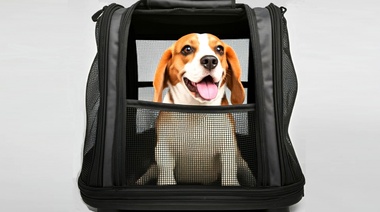 Viajar con perros y gatos al exterior: Cómo tramitar el Certificado Veterinario Internacional