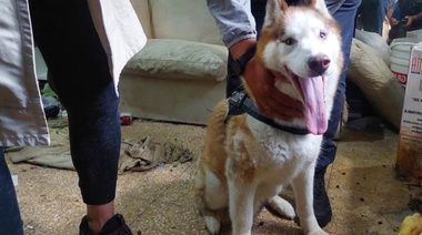 Rescatan un perro que se encontraba encerrado y sin los debidos cuidados en una casa en Villa Luro