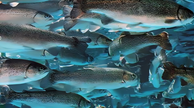 Argentina produce unas 6 mil toneladas de especies acuáticas a través de la acuicultura