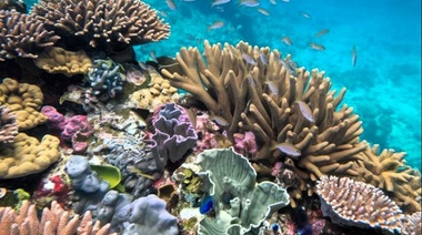 Más del 40% de las especies de coral se enfrentan a la extinción