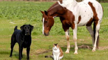 Nuevo documento en defensa del comportamiento y bienestar de los animales