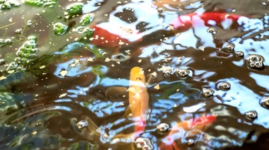 Un equipo del INTA en Río Negro integró la producción de peces y vegetales