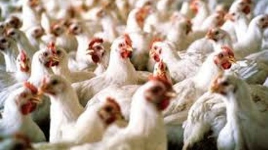 Medidas sanitarias para prevenir el ingreso de influenza aviar en granjas comerciales