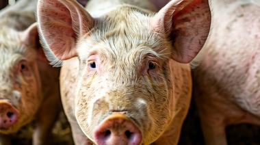 Nuevo informe sobre los riesgos de contraer triquinosis en Argentina