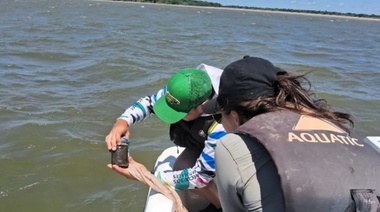 Monitoreo del Paraná: éxito reproductivo de peces