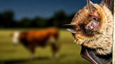 Confirman un brote de rabia paresiante en Formosa