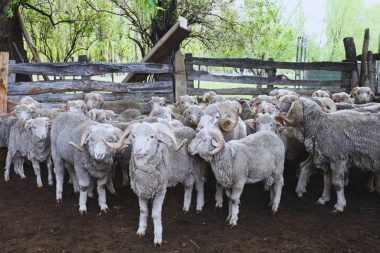 Fasciolosis en ovinos: recomendaciones para prevenir la enfermedad