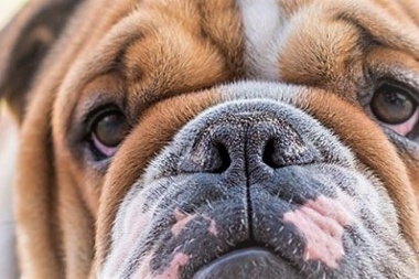 El ICECDogs aconseja evitar la difusión de imágenes de perros con formas corporales extremas