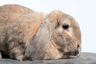 Una nueva investigación analiza los problemas frecuentes de salud en los conejos domésticos