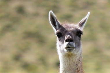 Actualizan el "Plan Nacional para el Manejo Sostenible del Guanaco"