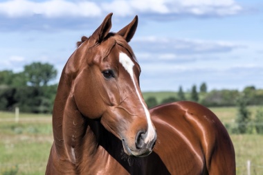 Prevención de la encefalomielitis equina