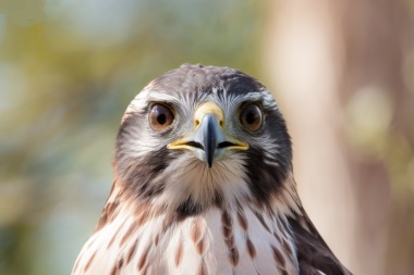 OMSA: La gripe aviar y la peste porcina africana están poniendo en peligro a la fauna silvestre