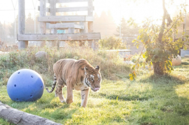 La última tigresa de Bengala del ex zoo de Mendoza fue trasladada a un santuario en EEUU