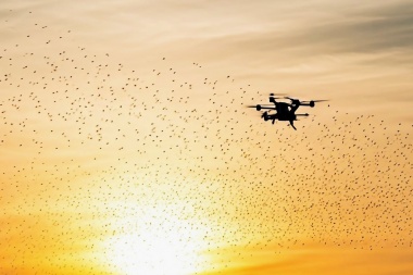 Investigan el impacto del uso de drones en las aves