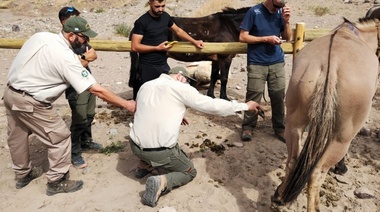 Confiscan más de setenta mulas y detienen a dos personas por maltrato animal en el Aconcagua
