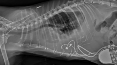 Demuestran la eficacia de los implantes de marcapasos epicárdicos en gatos