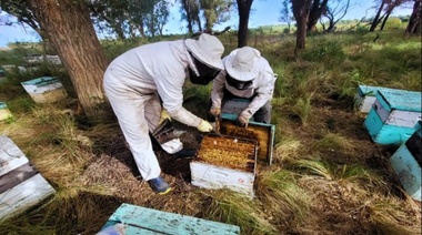 Evalúan parámetros productivos en abejas reinas adaptadas regionalmente