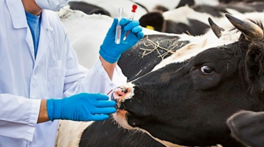 The Animal Echo: un espacio de intercambio de conocimientos sobre salud y bienestar animal