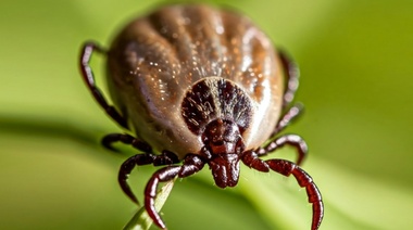 Alerta sanitaria por garrapatas