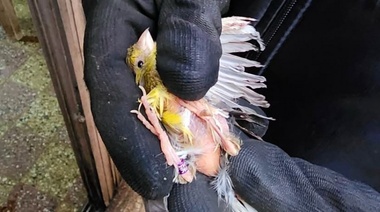 Histórico fallo judicial: siete canarios fueron reconocidos como sujetos de derecho