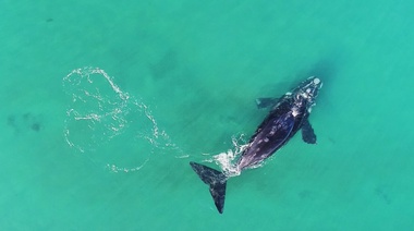 Las ballenas francas australes pueden vivir más años de lo que se suponía