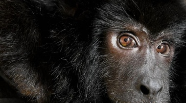 Tráfico ilegal de fauna silvestre: un peligro para la supervivencia de las especies