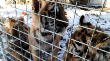 Tráfico ilegal de fauna silvestre: decomisan miles de animales en un operativo mundial