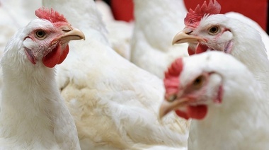 Recomendaciones del Senasa ante los recientes casos de influenza aviar en Perú