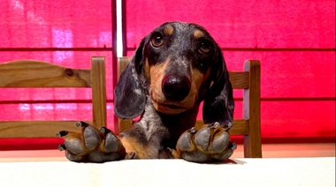 El 75% de los argentinos considera a sus animales de compañía como hijos